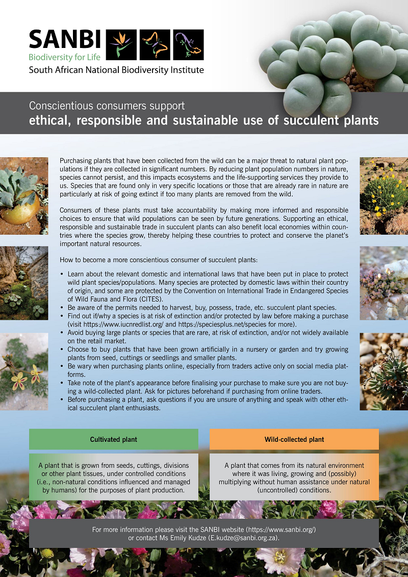 More than 1.1 million succulent plants have been confiscated from poachers between 2020 and 2025, representing only an estimated 15% of the total poaching underway. This flyer promotes how conscientious consumers can differentiate between cultivated and wild-collected plants. (© SANBI)